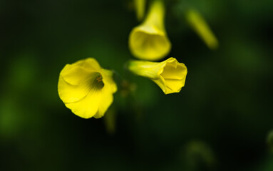 Fototapeta premium Yellow and fragrant midnight flower. Also known as Evening primrose. Close-up yellow flower suitable for studies on nature theme.