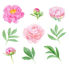 Watercolor pink peonies set, flowers with leaves and buds. Botanical illustration isolated on white background.