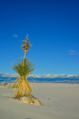 Yucca plants growing in White Sands National Monument, New Mexico, USA