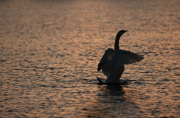 swan floats on water at sunset