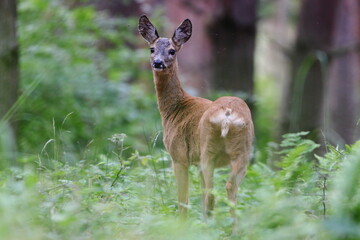 Female roe deer in the forest