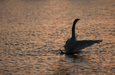 swan floats on water at sunset