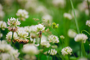 A field of blooming white clover flowers and honey bees