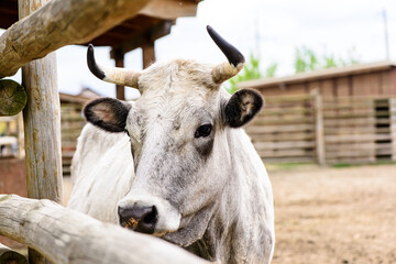 white cow farm animals behind the fence outdoor agriculture in a village or on a ranch