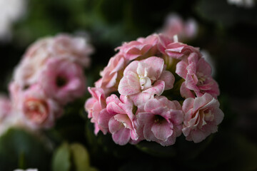 Pink white potted flower. Kalanchoe flower known for its fleshy leaves. Fleshy leafy plant species from the Crassulaceae family.