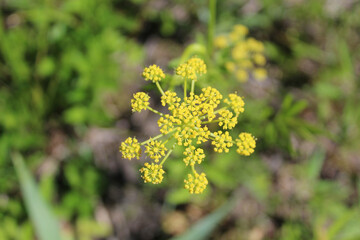 Closeup of golden Alexanders at Wayside Woods in Morton Grove, Illinois