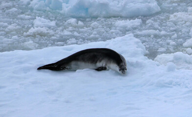 Obraz premium Crabeater seal on ice floe in antarctic ocean, Antarctica