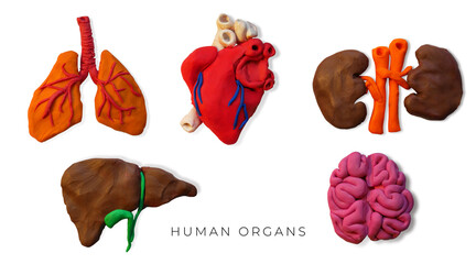 Set of plasticine handmade human organs icons.
