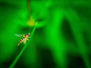 Little wasp on the gras