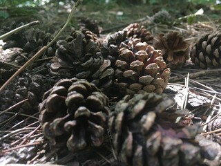 pine cones on the ground beautiful