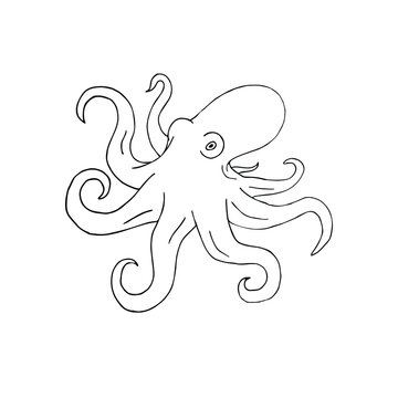 Vector hand drawn doodle sketch octopus isolated on white background