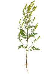 Blooming plant of common ragweed, isolated on white, Ambrosia artemisiifolia