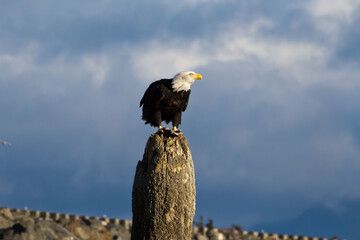 bald eagle on a wooden perch