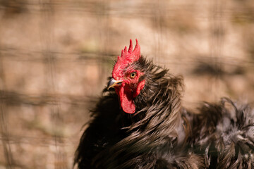 Black rooster on the old farm. Autumn time
