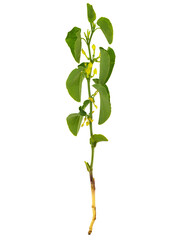 Birthwort plant with root isolated on white background. Aristolochia clematitis
