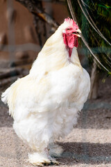 white rooster or chicken portrait of a poultry farming bird on a farm