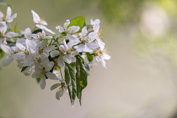 満開のズミの花
