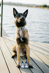 Black Shepherd dog sitting on the street near river