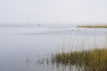 dry reeds against the backdrop of a misty lake
