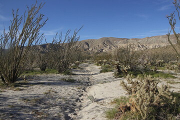 Sandy trail in the desert