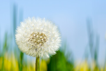 Naklejka premium Dandelion seed head or blow ball on blue sky background