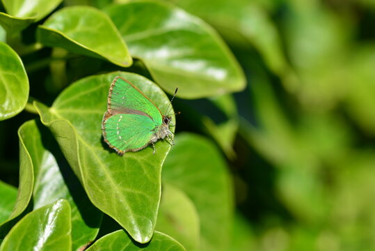 Green Hairstreak Butterfly, Jersey, U.K. Macro image of Lepidoptera.