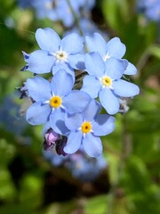 forget me not