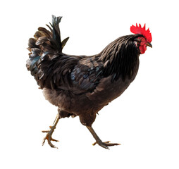 Black cock on a white background. Isolate