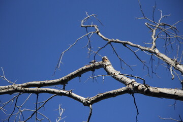 tree branches against blue sky