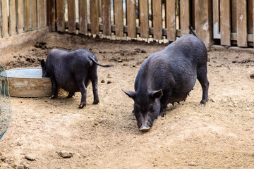 black thoroughbred pigs farm animal outdoor agriculture in a village or on a ranch