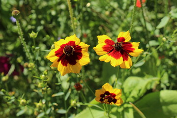 Yellow and red 
