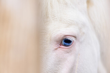 one blue eye of a white horse portrait detail closeup