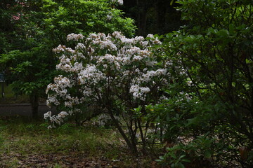 Kalmia flowers / Ericaceae evergreen shrub