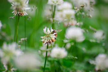 A field of blooming white clover flowers and honey bees