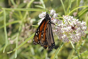 butterfly on a flower