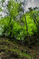 Fototapeta premium Green Mountain Forest With Bright Shining Sun In Austria