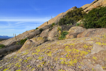 Mountain landscape with yucca, cacti and desert plants in 