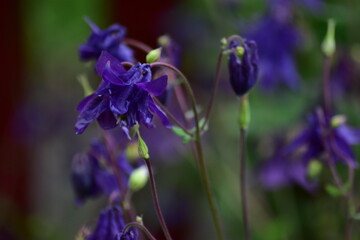 purple flowers in the garden