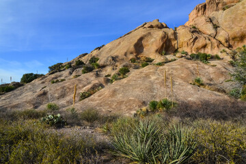 Mountain landscape with yucca, cacti and desert plants in 