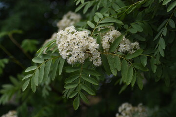 white Rowan flowers in the garden