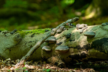 Obraz premium Lesser Spotted Woodpecker on Old Log in lush Woodlands in Beautiful Stenshuvud National park, Osterlen, Skane South Sweden.