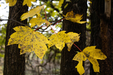 Yellow Leaves on a Crisp Autumn Day