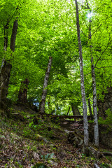 Green Mountain Forest With Bright Shining Sun In Austria