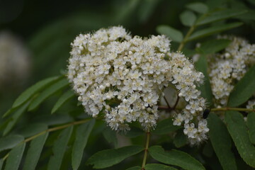 a branch of white Rowan flowers close up