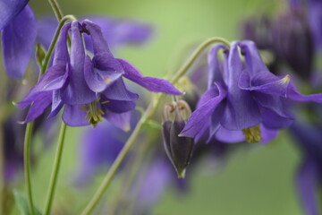 purple campanula rotundifolia flowers