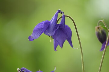Campanula rotundifolia or roundleaf bell close up on a green background