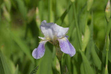 iris flower in the garden