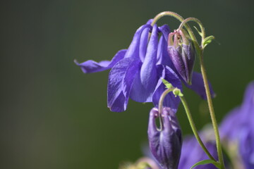 close up of a purple flower