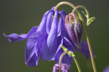 Campanula rotundifolia close up