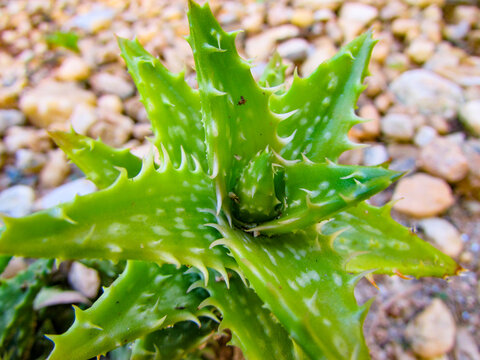Aloe plant and rocks on the floor.